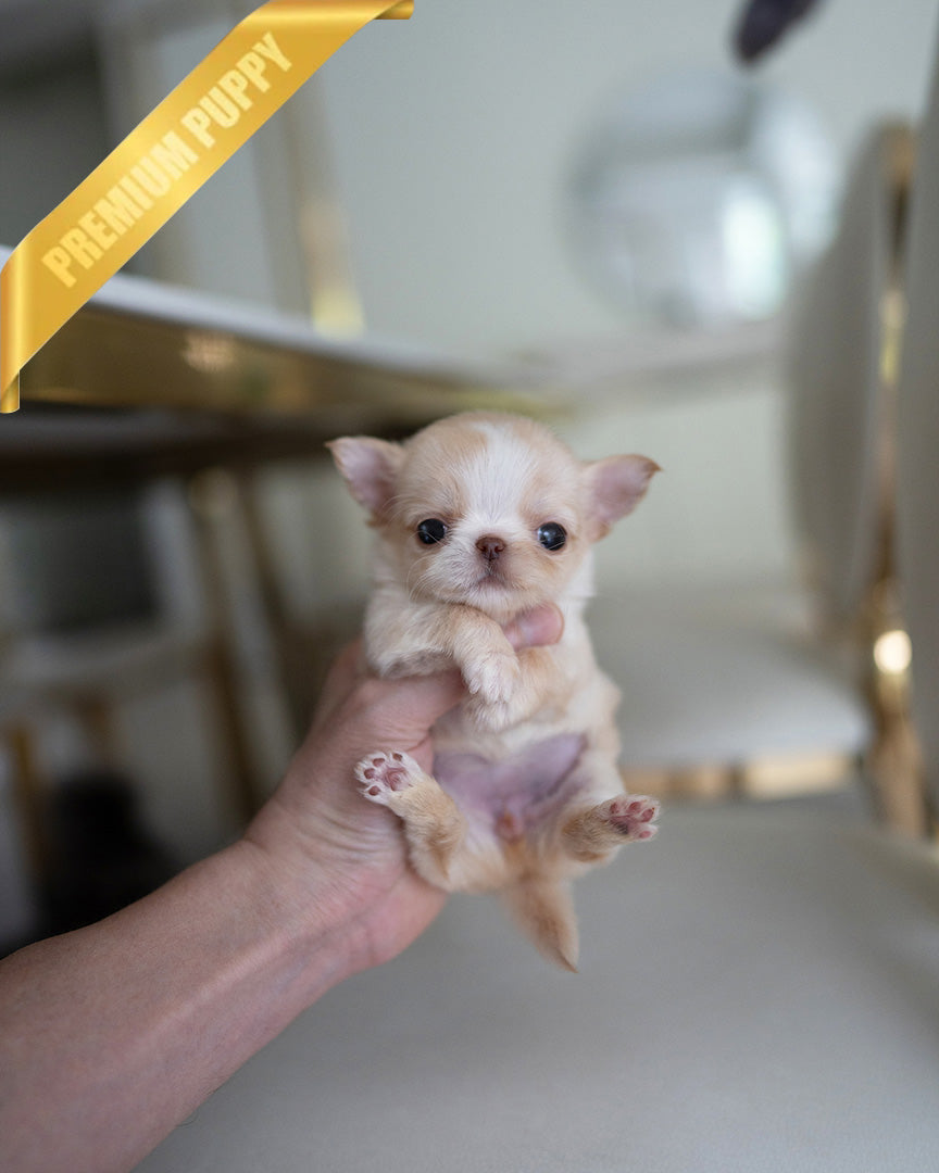 LOLA - FEMALE (PURCHASED by BETH) - ROLLY TEACUP PUPPIES - TEACUP PUPPY FOR SALE