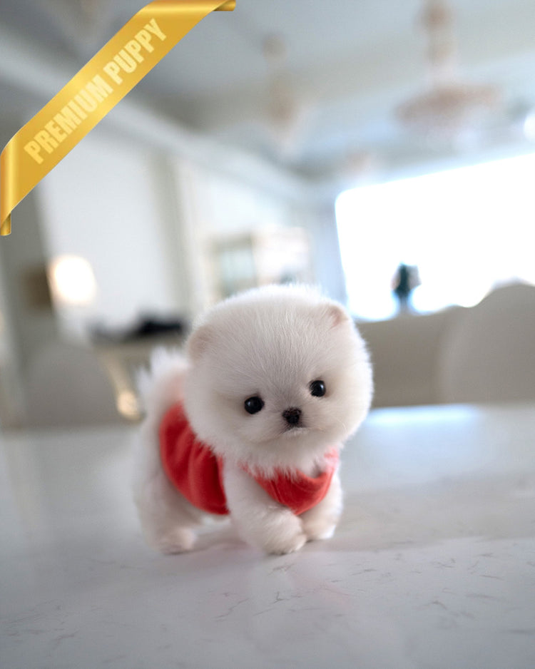 BOO - MALE (PURCHASED by MICHAEL) - ROLLY TEACUP PUPPIES - TEACUP PUPPY FOR SALE