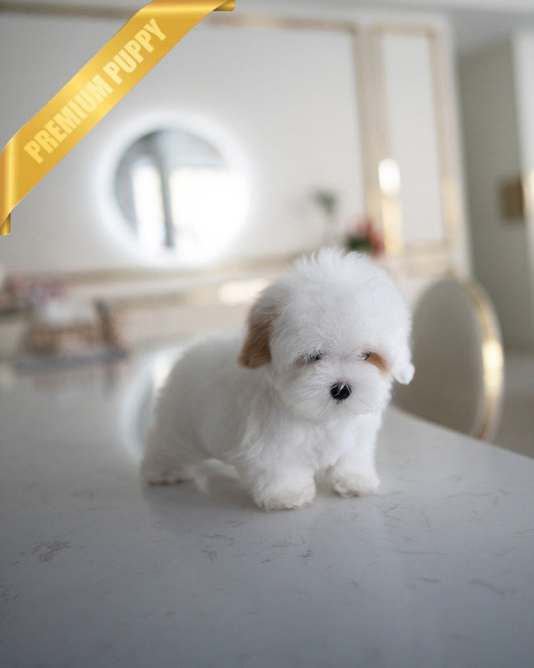MARSHMALLOW - MALE (RESERVED by JANELLY) - ROLLY TEACUP PUPPIES - TEACUP PUPPY FOR SALE