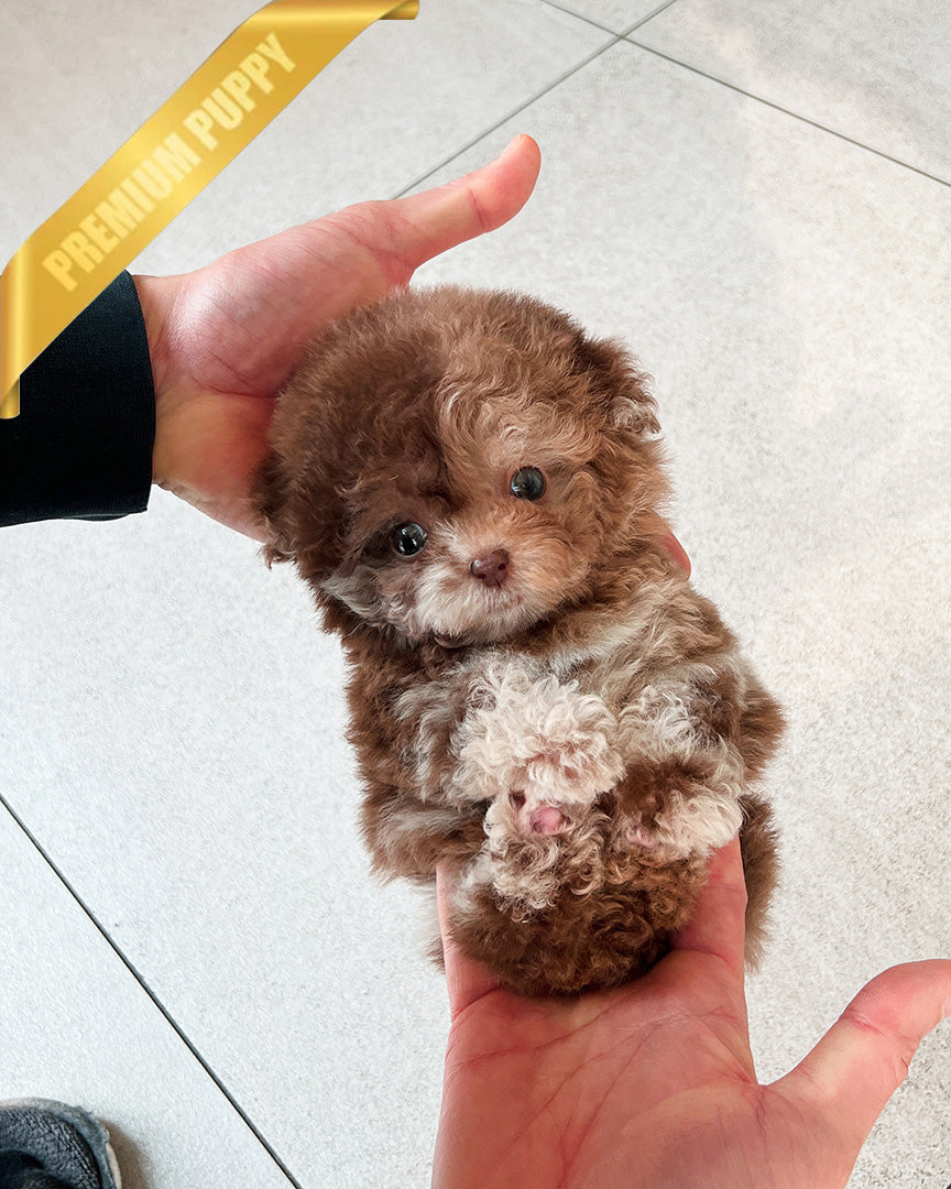 MOCHA - FEMALE(PURCHASED by CHANEL) - ROLLY TEACUP PUPPIES - TEACUP PUPPY FOR SALE