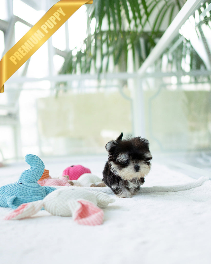 COLA - MALE - ROLLY TEACUP PUPPIES -