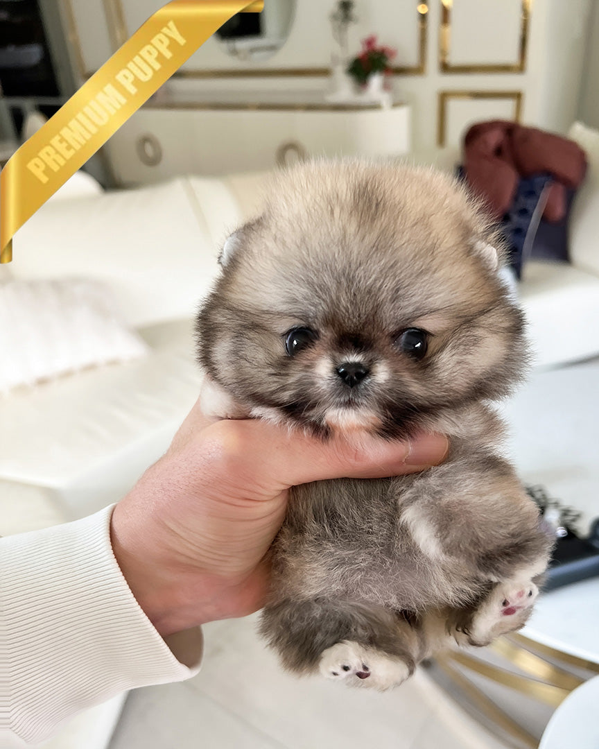 CREAMY - FEMALE (PURCHASED by RITA) - ROLLY TEACUP PUPPIES -