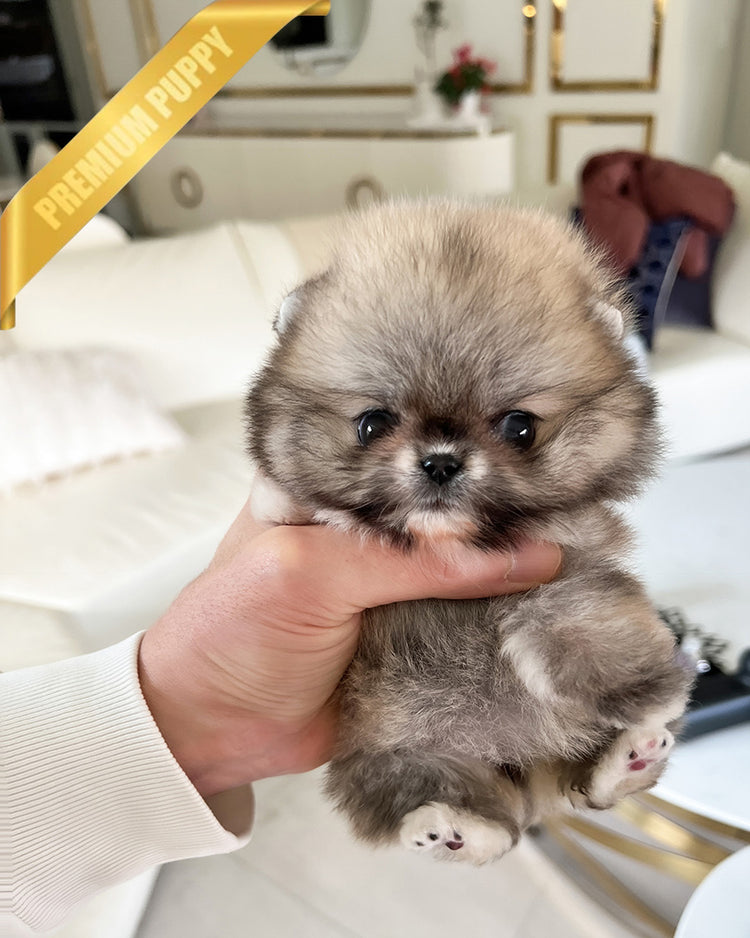 CREAMY - FEMALE (PURCHASED by RITA) - ROLLY TEACUP PUPPIES -