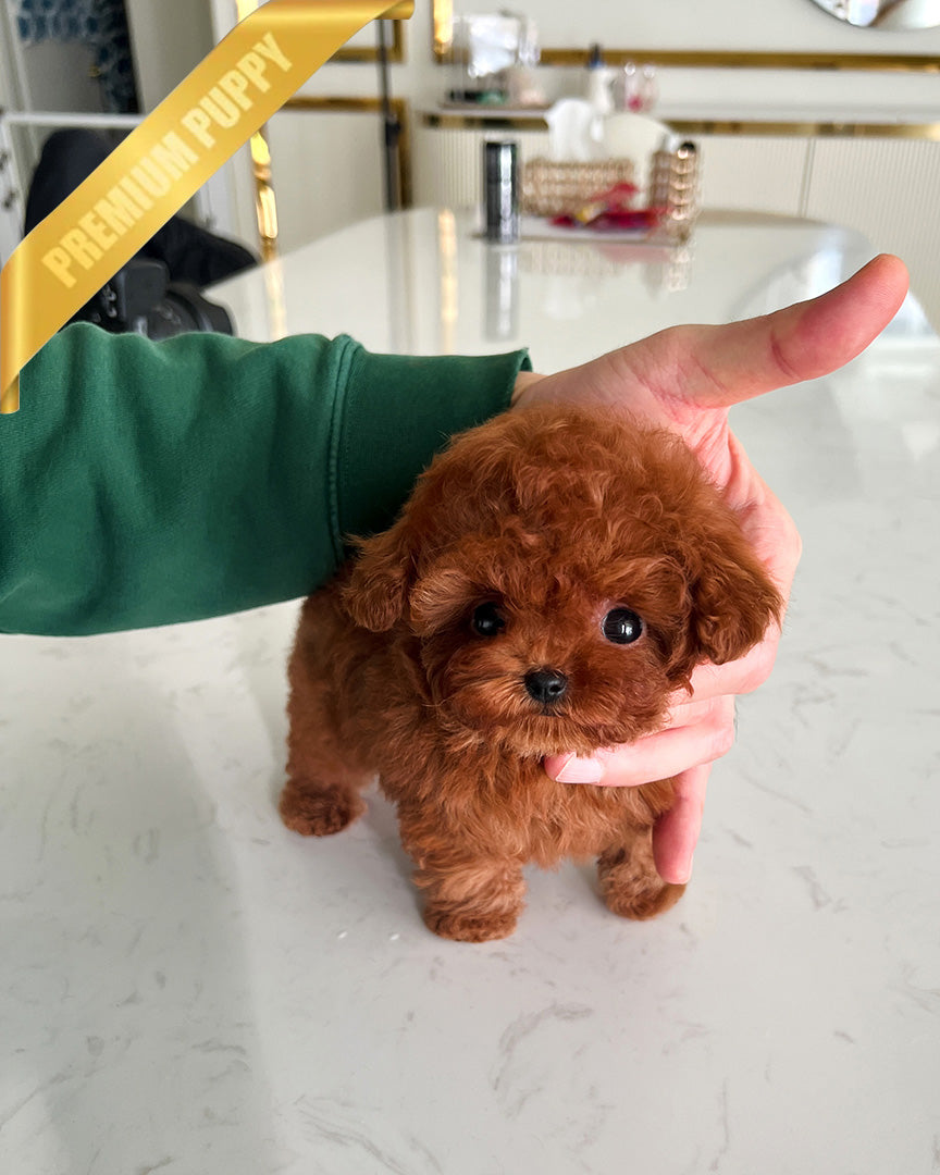 OLIVIA - FEMALE (PURCHASED by KIRK) - ROLLY TEACUP PUPPIES - TEACUP PUPPY FOR SALE