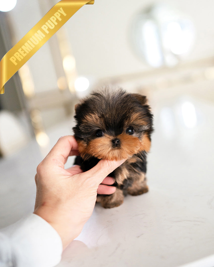 EMMA - FEMALE (PURCHASED by MONICA) - ROLLY TEACUP PUPPIES -