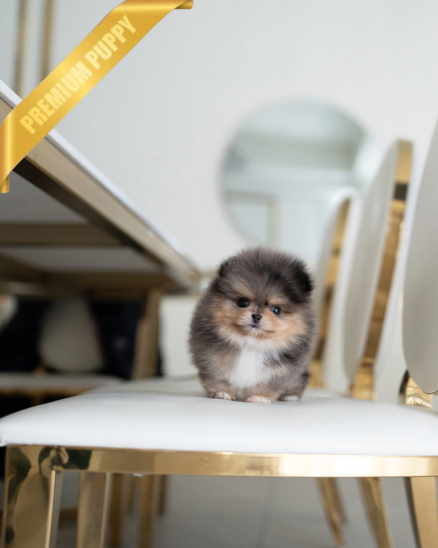 BAMBI - MALE (PURCHASED by ANA) - ROLLY TEACUP PUPPIES - TEACUP PUPPY FOR SALE