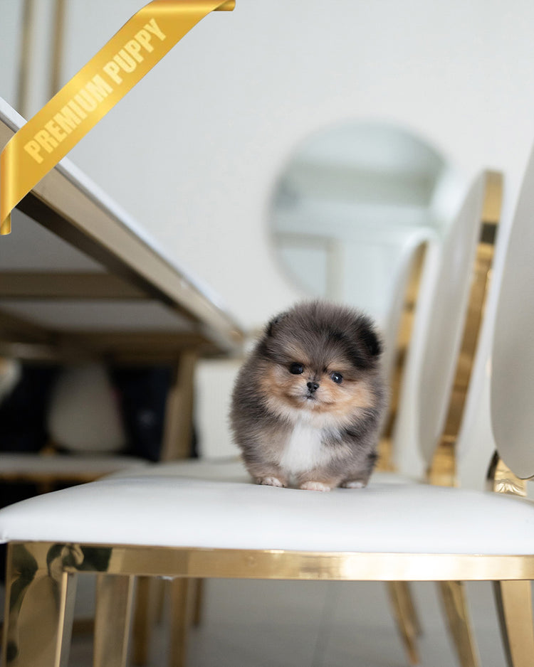 BAMBI - MALE (PURCHASED by ANA) - ROLLY TEACUP PUPPIES - TEACUP PUPPY FOR SALE