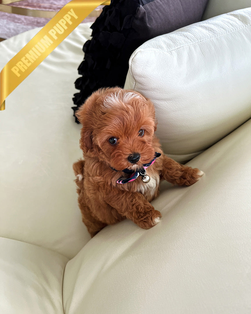 ROSIE - FEMALE - ROLLY TEACUP PUPPIES - TEACUP PUPPY FOR SALE