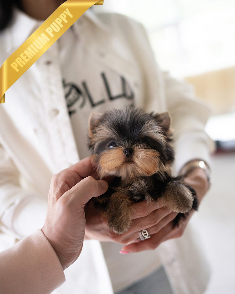 KOFI - MALE (PURCHASED by DOUGLAS) - ROLLY TEACUP PUPPIES - TEACUP PUPPY FOR SALE