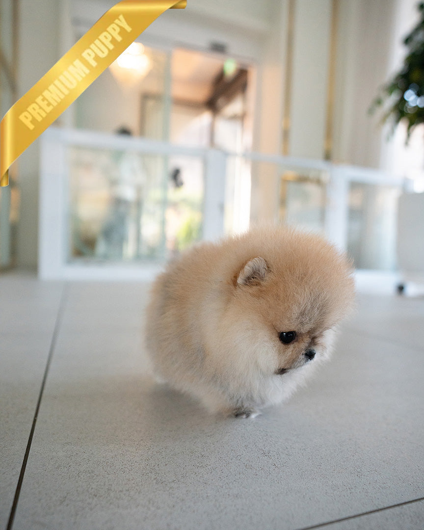 POMY - FEMALE (RESERVED by ERIKA) - ROLLY TEACUP PUPPIES - TEACUP PUPPY FOR SALE
