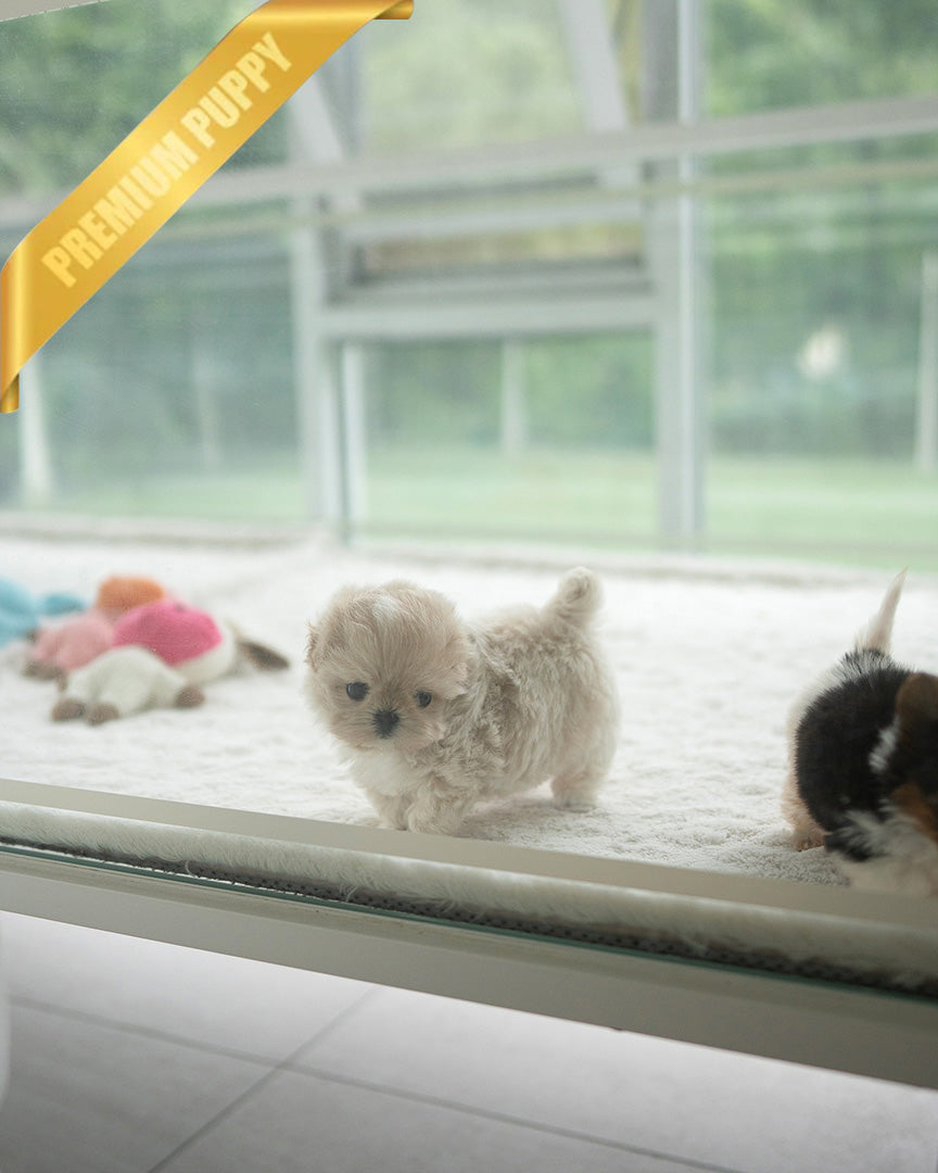 EWAN - MALE (PURCHASED by ABDULLAH) - ROLLY TEACUP PUPPIES - TEACUP PUPPY FOR SALE