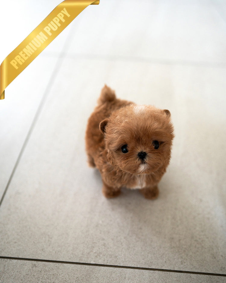 CHLOE - FEMALE (PURCHASED by AZIZ) - ROLLY TEACUP PUPPIES - TEACUP PUPPY FOR SALE