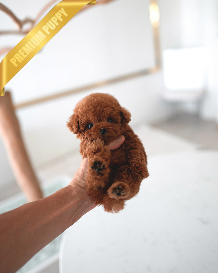 JACK - MALE (PURCHASED by TELLI) - ROLLYPUPS OFFICIAL