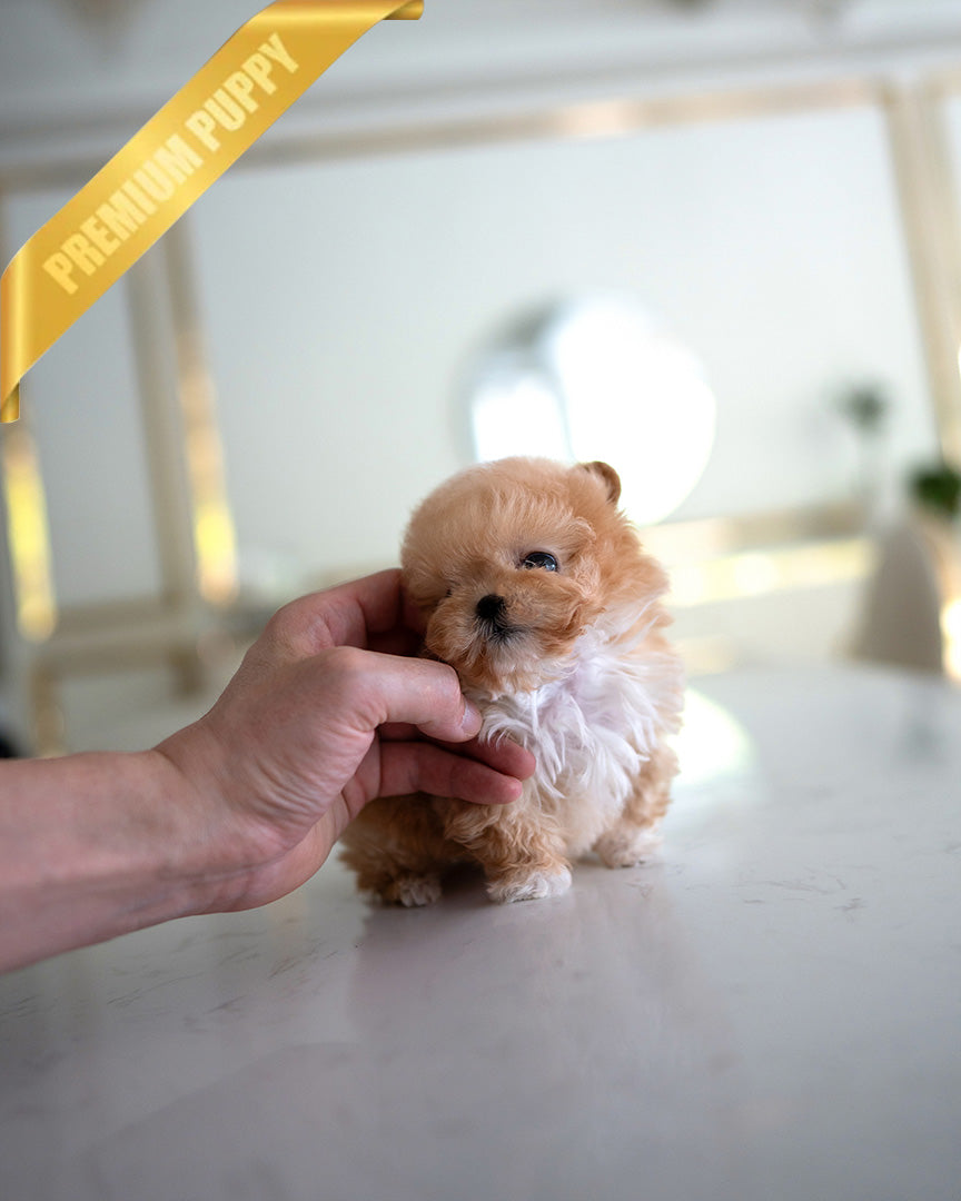 GIGI - FEMALE (PURCHASED by HANAN) - ROLLY TEACUP PUPPIES - TEACUP PUPPY FOR SALE