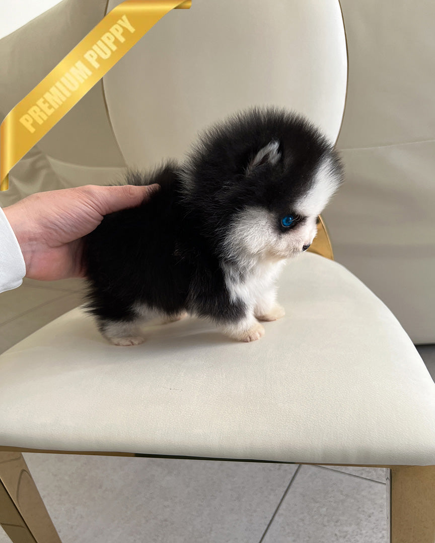 KODA - MALE - ROLLY TEACUP PUPPIES - TEACUP PUPPY FOR SALE