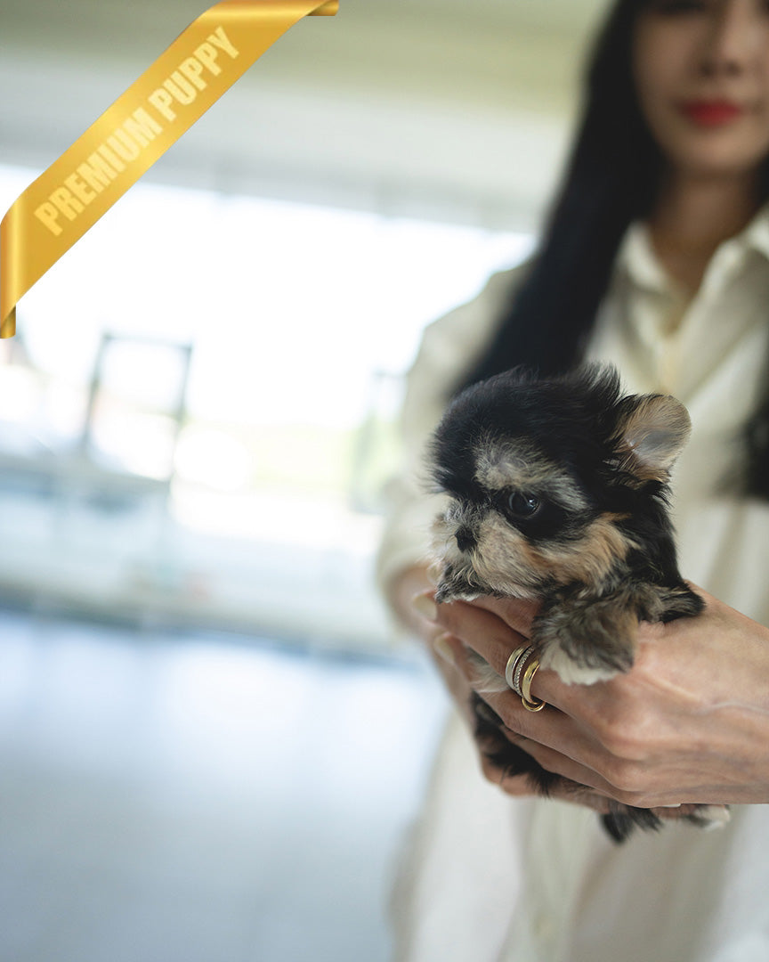 CELINE - FEMALE (PURCHASED by JESSICA) - ROLLYPUPS OFFICIAL