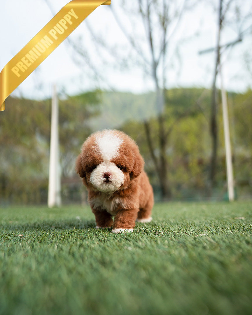 CHLOE - FEMALE (RESERVED by EVA) - ROLLY TEACUP PUPPIES - TEACUP PUPPY FOR SALE