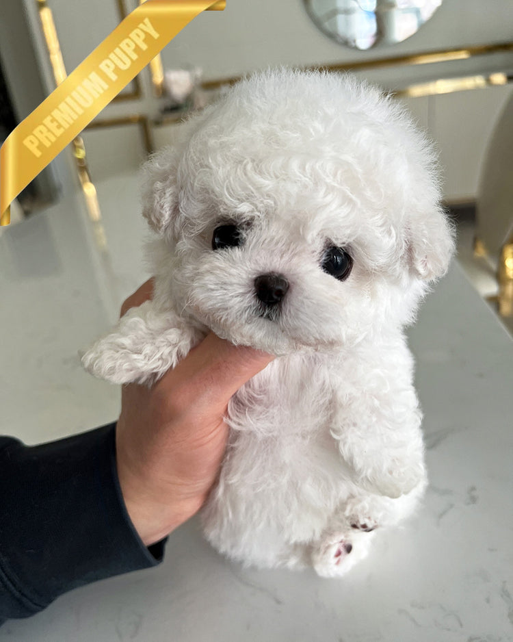 GIGI - FEMALE (PURCHASED by LILIANA) - ROLLY TEACUP PUPPIES - TEACUP PUPPY FOR SALE
