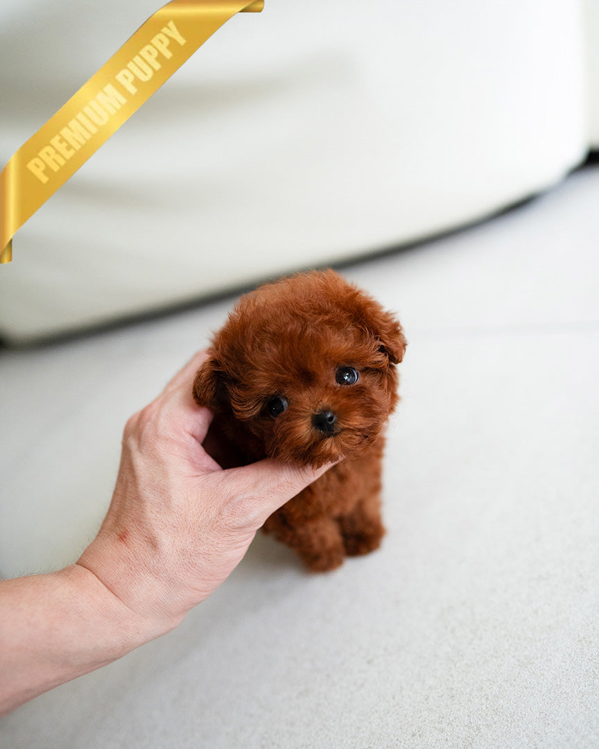 SIENNA - FEMALE (RESERVED by  ROBERT) - ROLLY TEACUP PUPPIES - TEACUP PUPPY FOR SALE