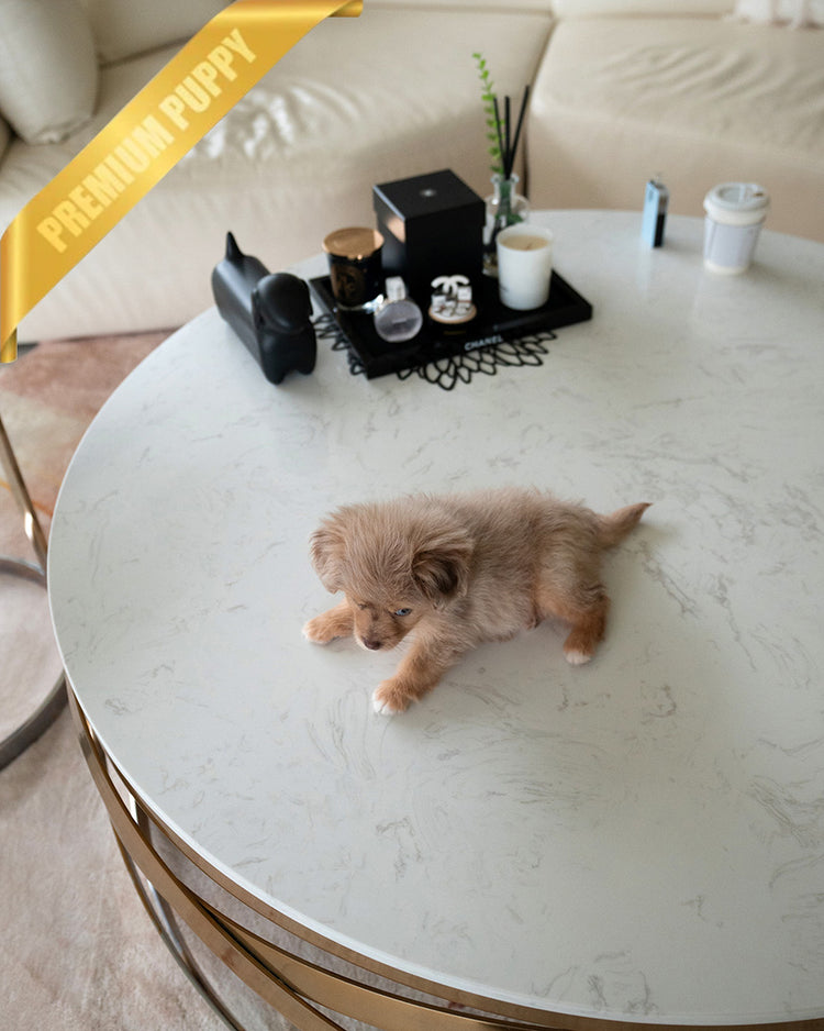 DEXTER - MALE (PURCHASED by GARRICK) - ROLLY TEACUP PUPPIES - TEACUP PUPPY FOR SALE