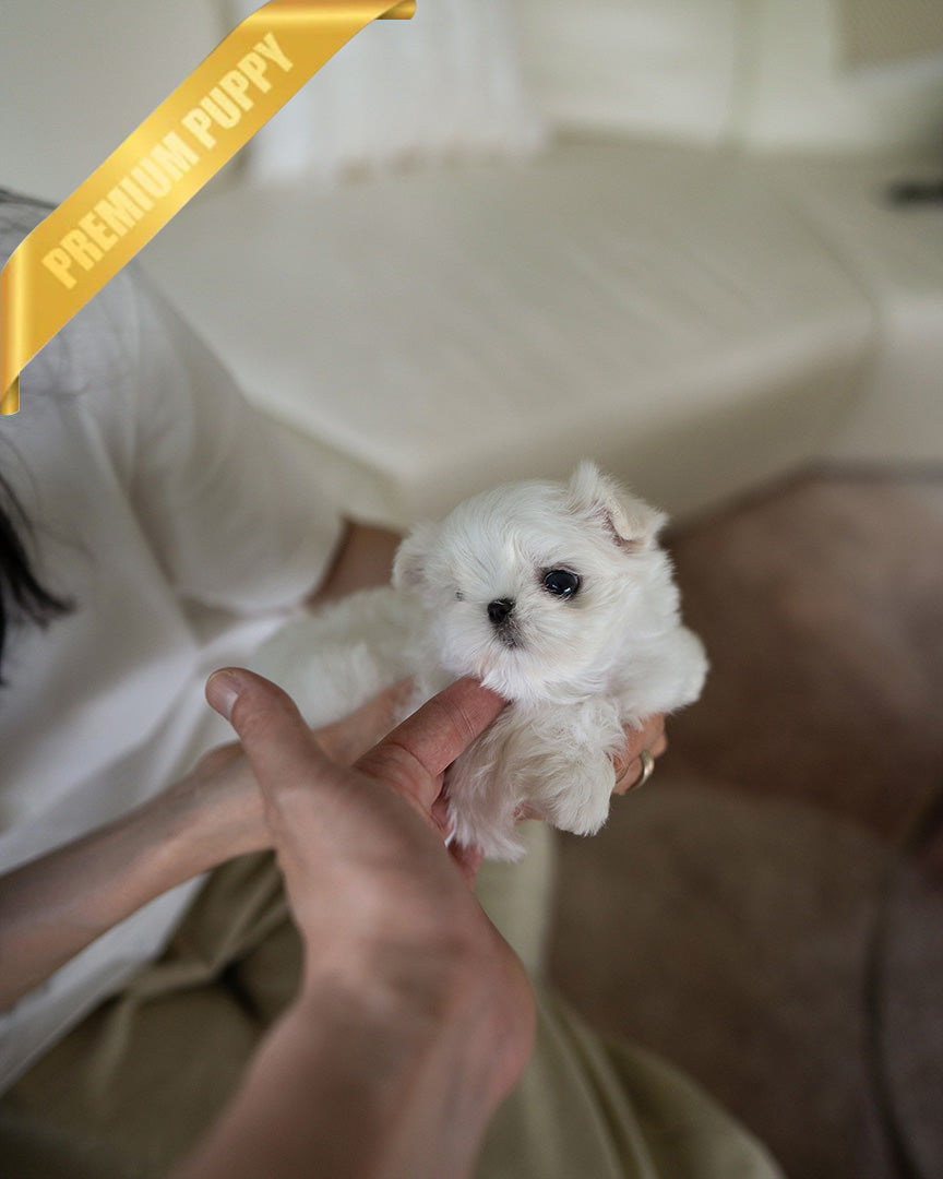 ARCHIE - MALE (PURCHASED by PATRICIA) - ROLLY TEACUP PUPPIES - TEACUP PUPPY FOR SALE