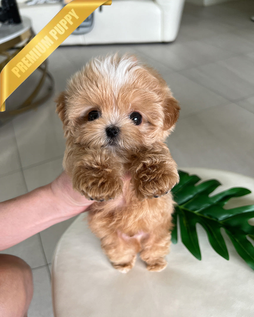 MYLES - MALE (PURCHASED by ROMAN) - ROLLY TEACUP PUPPIES - TEACUP PUPPY FOR SALE