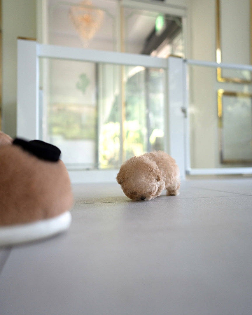 MOCHI - FEMALE (PURCHASED by JE) - ROLLY TEACUP PUPPIES - TEACUP PUPPY FOR SALE