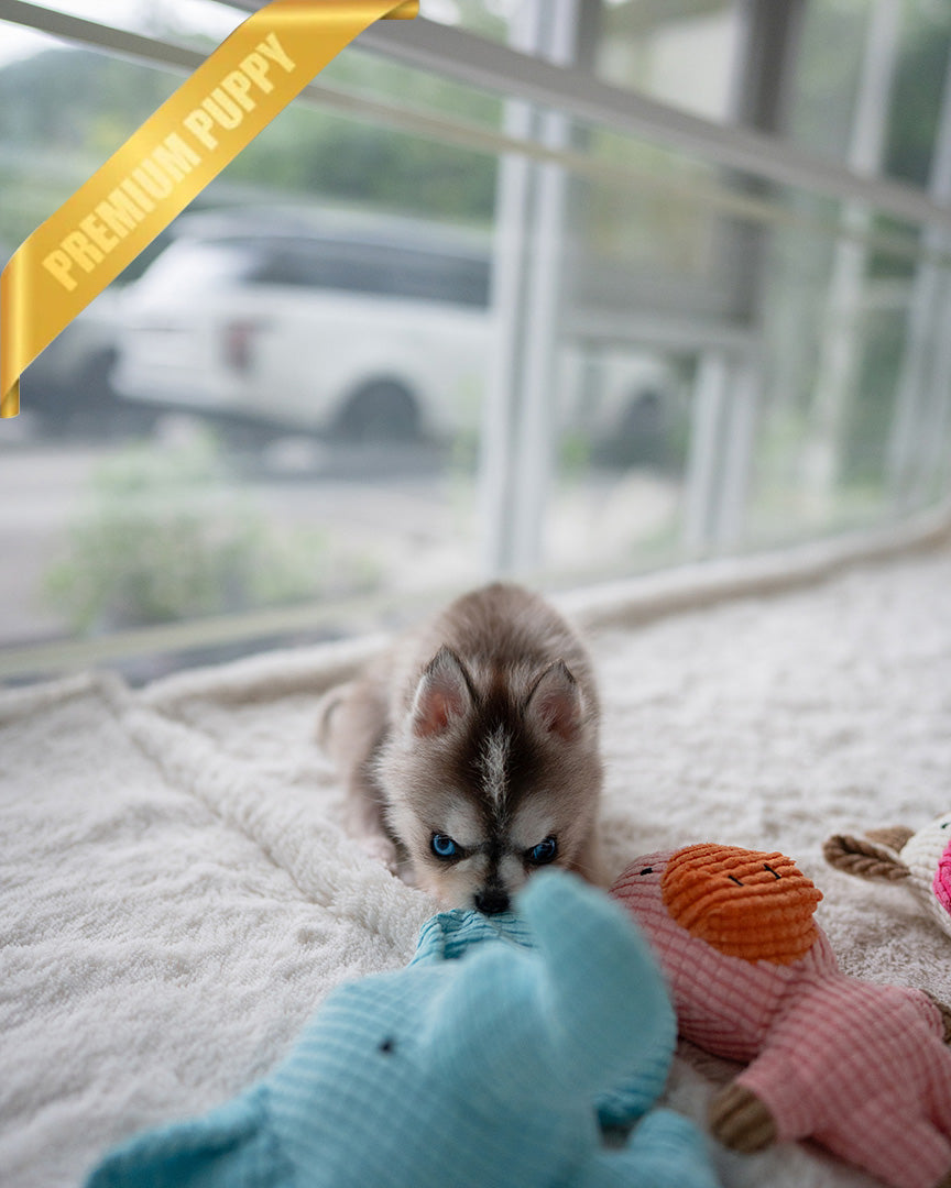 MILO - MALE (PURCHASED by MATT) - ROLLY TEACUP PUPPIES - TEACUP PUPPY FOR SALE