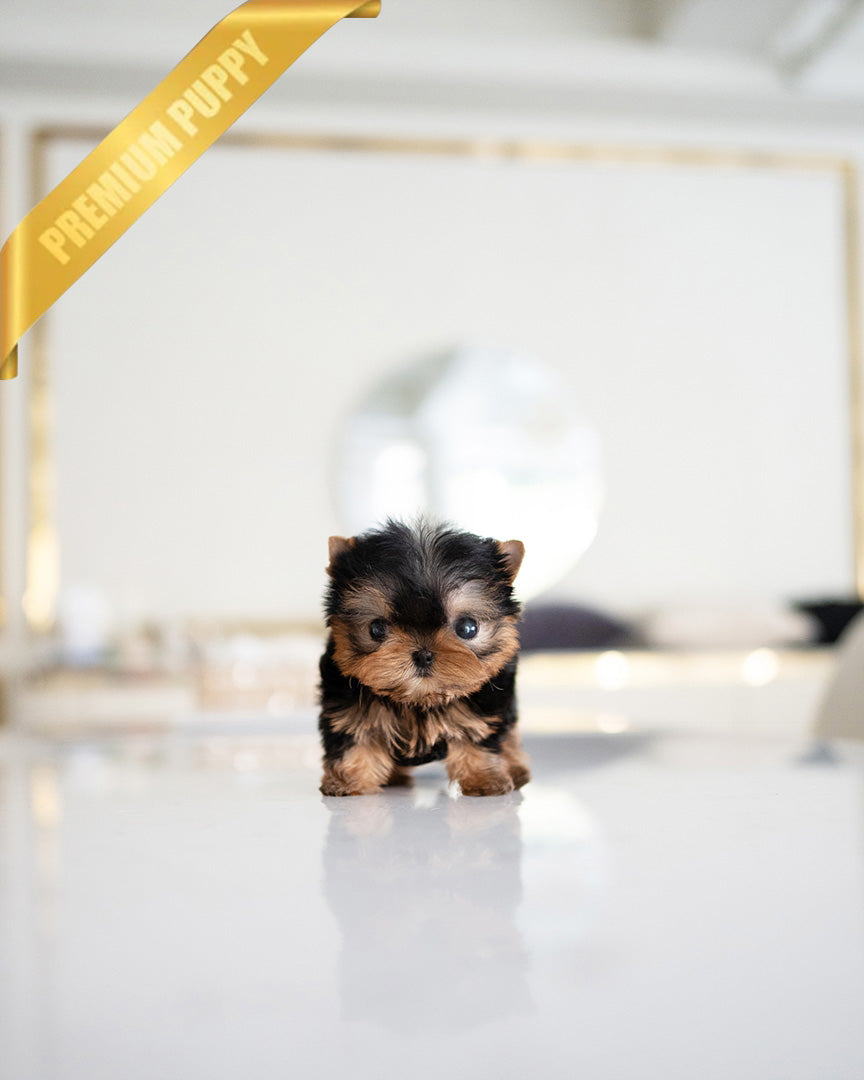 LILY - FEMALE (PURCHASED by ALEJANDRO) - ROLLYPUPS OFFICIAL