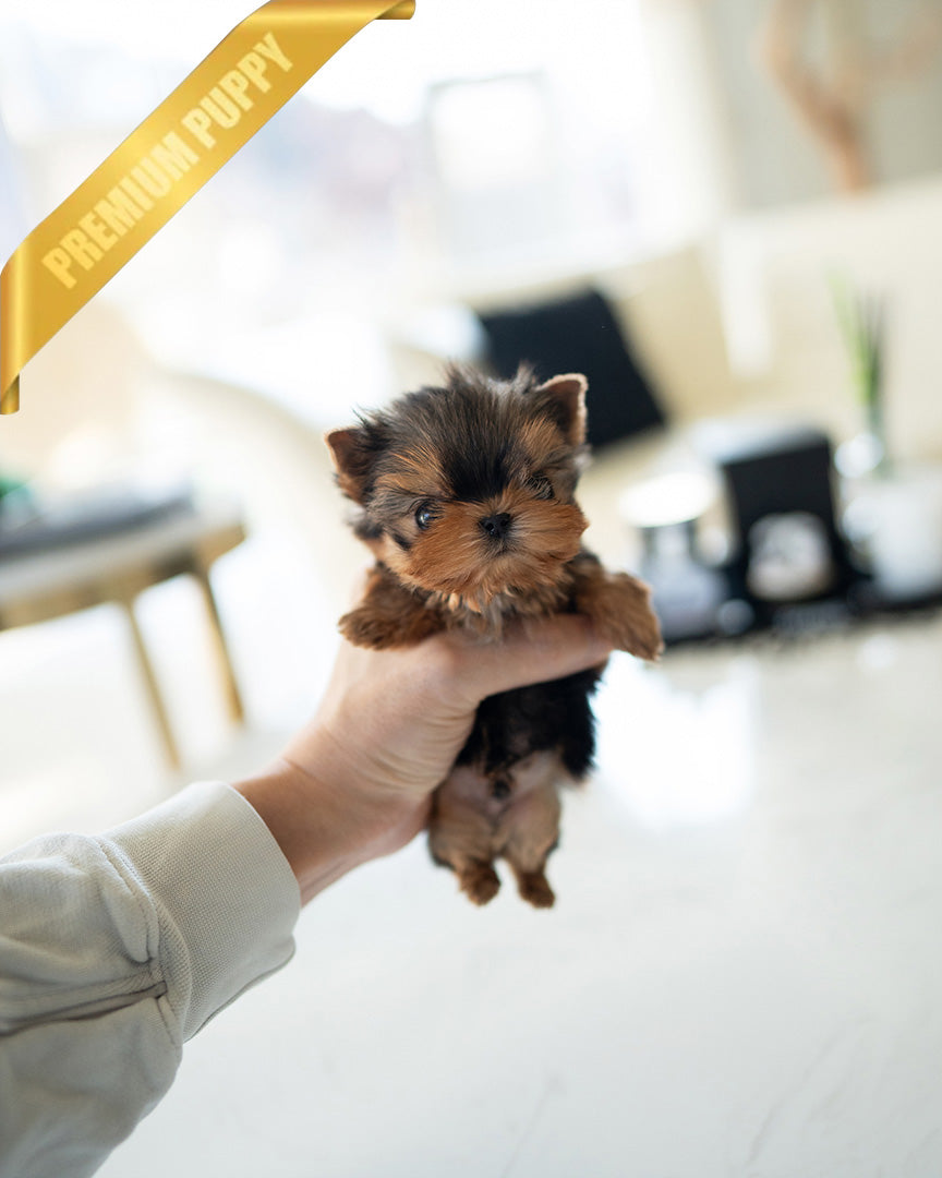 KOFI - MALE - ROLLY TEACUP PUPPIES - TEACUP PUPPY FOR SALE