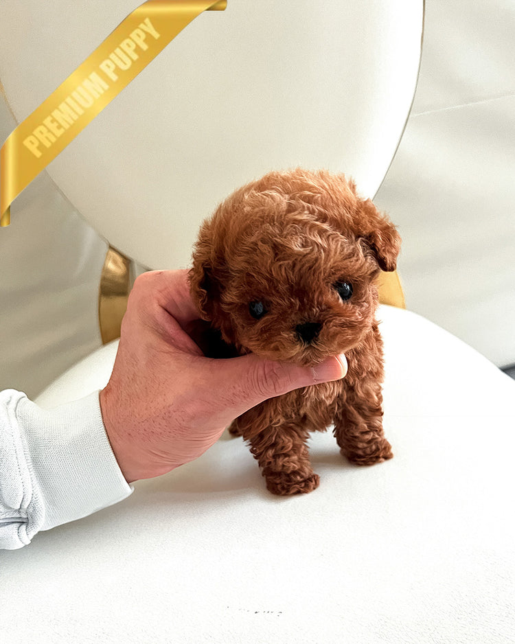 COOPER - MALE (PURCHASED by LIANA) - ROLLY TEACUP PUPPIES -