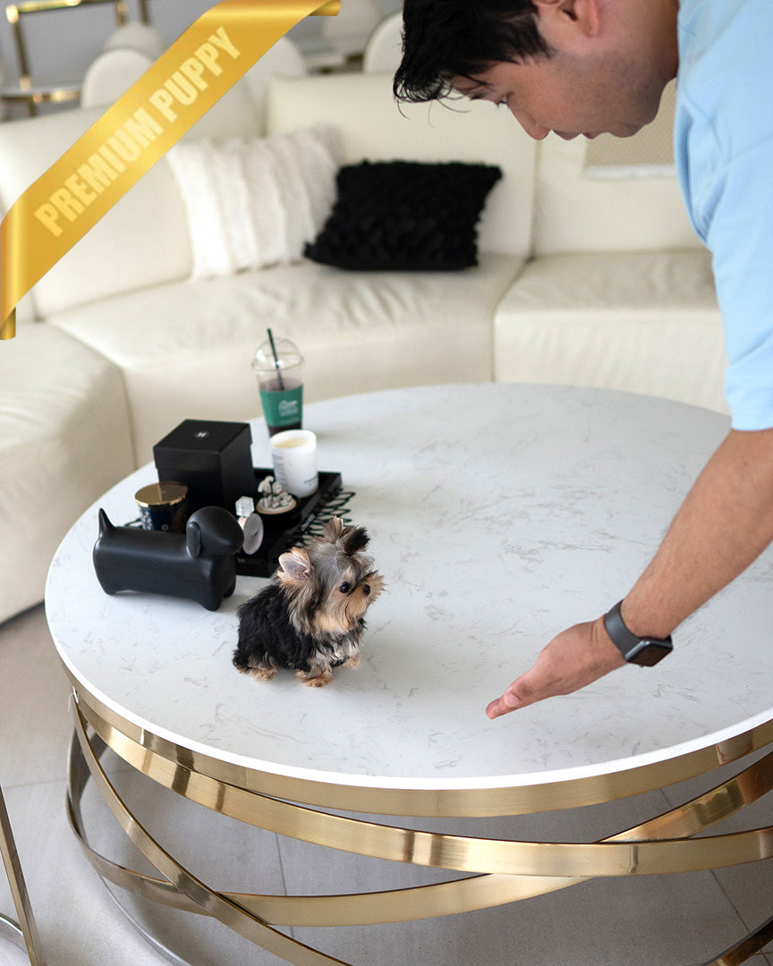 HENRY - MALE (PURCHASED by LEE) - ROLLY TEACUP PUPPIES - TEACUP PUPPY FOR SALE