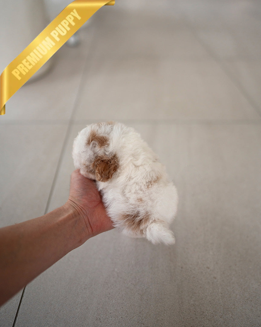 BAMBI - FEMALE (RESERVED by RT) - ROLLY TEACUP PUPPIES - TEACUP PUPPY FOR SALE