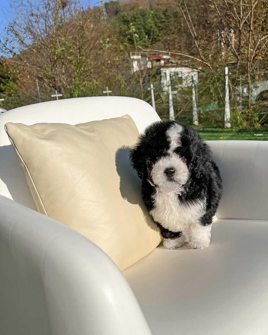 APOLLO - MALE (PURCHASED by PATRICK) - ROLLYPUPS OFFICIAL