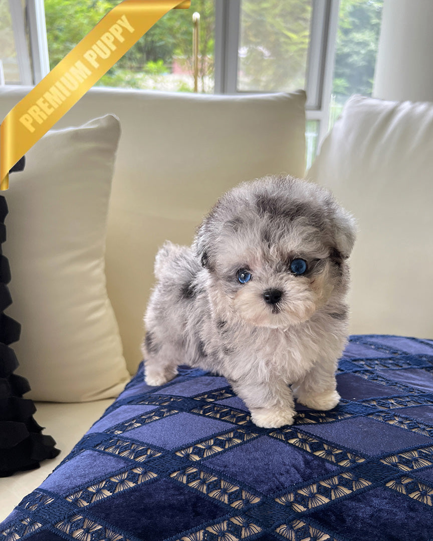 SELENE - FEMALE - ROLLY TEACUP PUPPIES - TEACUP PUPPY FOR SALE