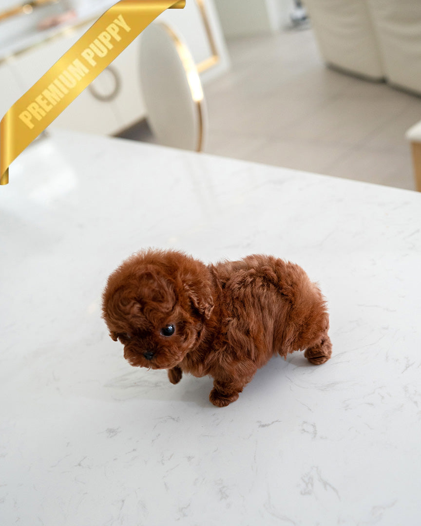 VELVET - FEMALE (PURCHASED by KALEY) - ROLLY TEACUP PUPPIES -