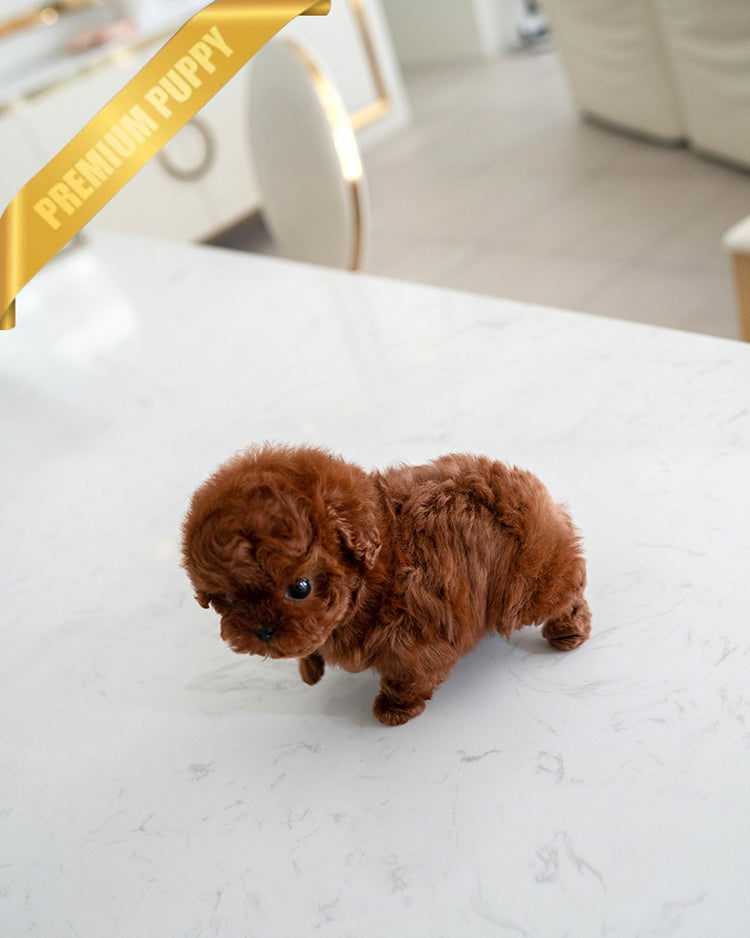 VELVET - FEMALE (PURCHASED by KALEY) - ROLLY TEACUP PUPPIES -