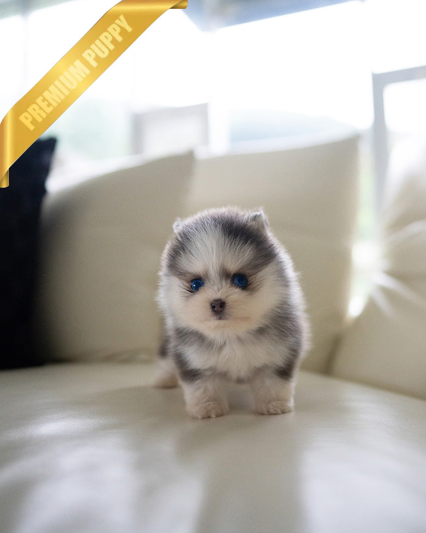 MILO - MALE (RESERVED by MARILYN) - ROLLYPUPS OFFICIAL