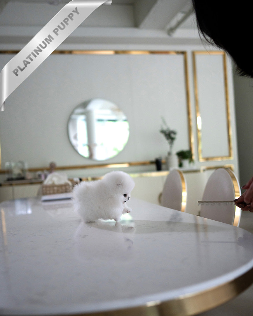 PUFFIN - FEMALE (PURCHASED by LILLIANE) - ROLLY TEACUP PUPPIES - TEACUP PUPPY FOR SALE