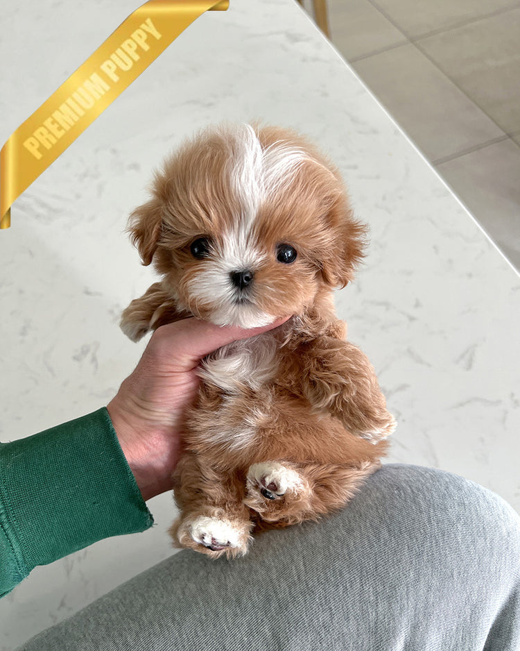 LYRA - FEMALE (PURCHASED by MICHELLE) - ROLLY TEACUP PUPPIES -