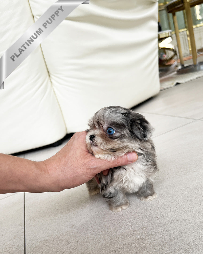 STERLING - MALE (PURCHASED by CATHERINE) - ROLLY TEACUP PUPPIES - TEACUP PUPPY FOR SALE