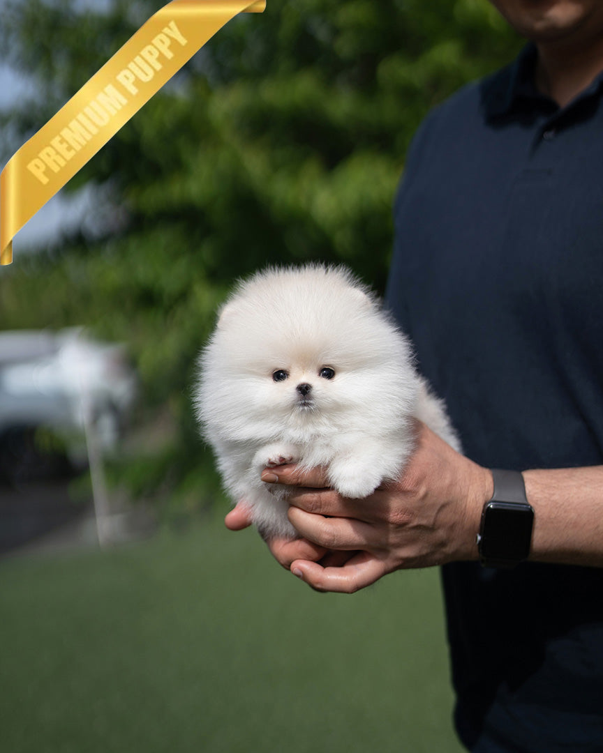 CLOUD - FEMALE (PURCHASED by CATHERINE) - ROLLY TEACUP PUPPIES - TEACUP PUPPY FOR SALE