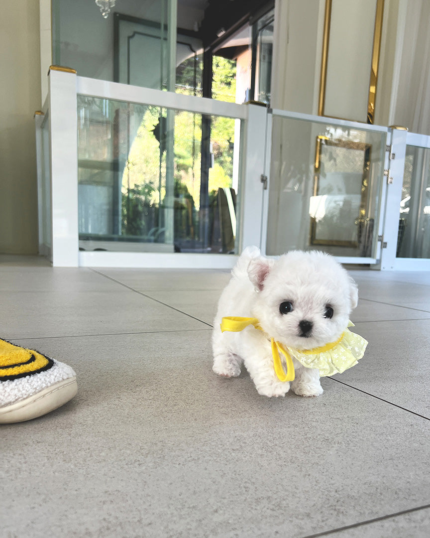 TOBY - MALE - ROLLYPUPS OFFICIAL