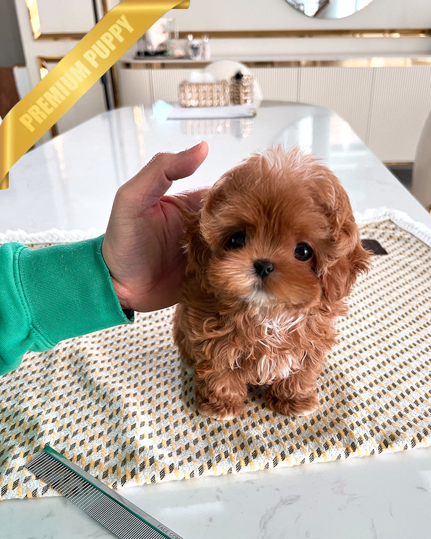 JESSICA - FEMALE (PURCHASED by SHIN) - ROLLY TEACUP PUPPIES - TEACUP PUPPY FOR SALE