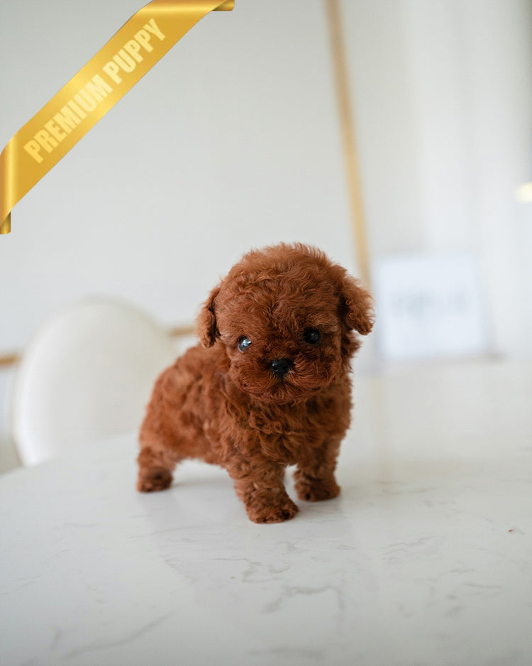 AMELIA - FEMALE (PURCHASED by ESTEFANIA) - ROLLY TEACUP PUPPIES - TEACUP PUPPY FOR SALE