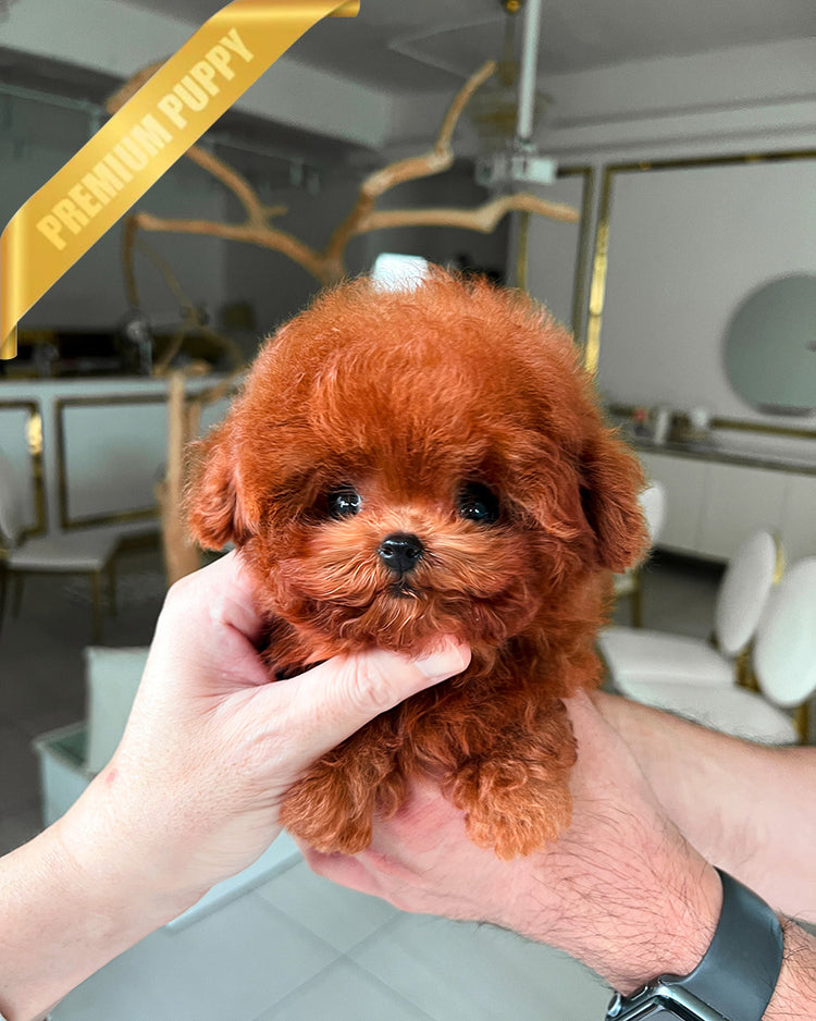 LUNA - FEMALE - ROLLY TEACUP PUPPIES - TEACUP PUPPY FOR SALE