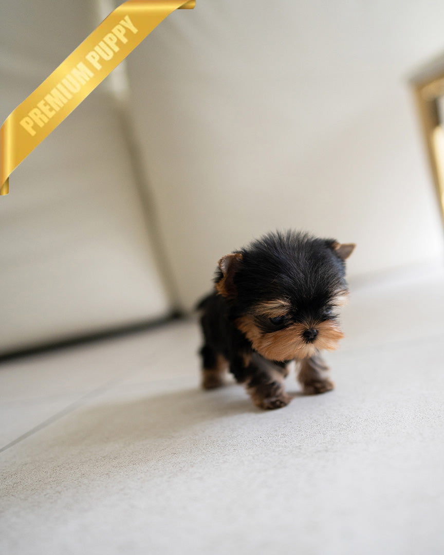 JAKE - MALE - ROLLY TEACUP PUPPIES -
