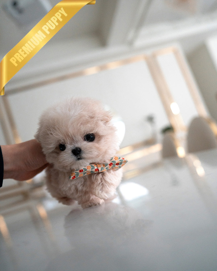 LYRA - FEMALE (PURCHASED by MARIA) - ROLLY TEACUP PUPPIES - TEACUP PUPPY FOR SALE