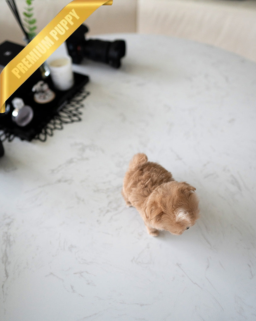 TOFFEE - FEMALE (PURCHASED by ALIREZA) - ROLLY TEACUP PUPPIES -