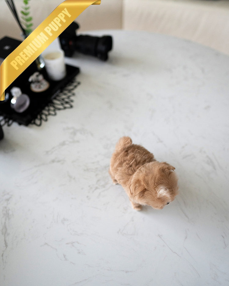 TOFFEE - FEMALE (PURCHASED by ALIREZA) - ROLLY TEACUP PUPPIES -